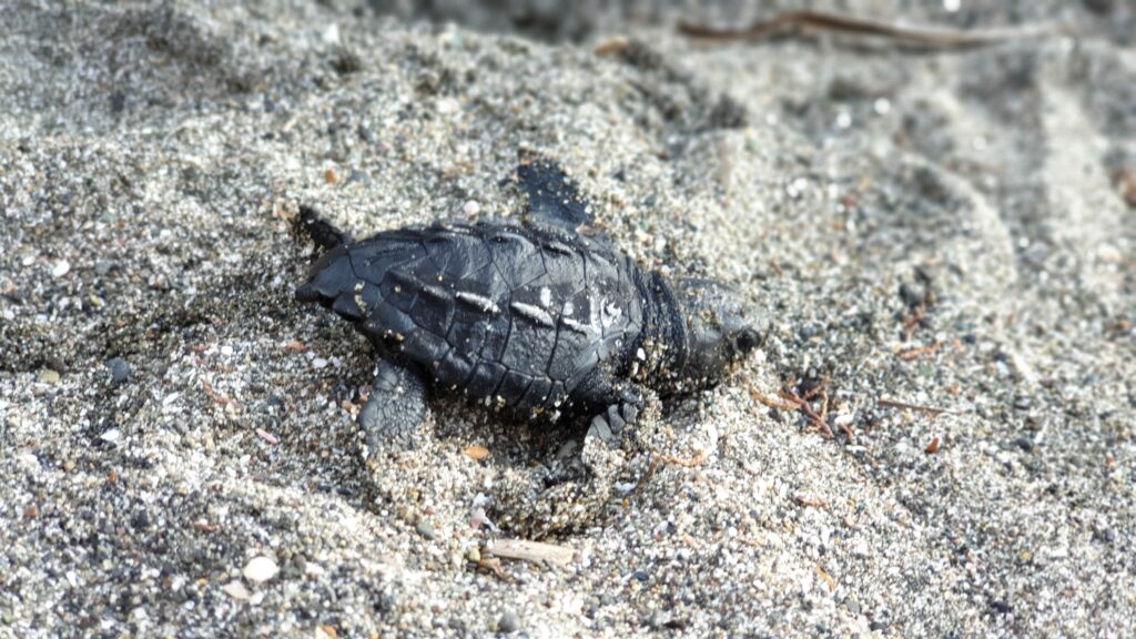 Schildkröten-Baby