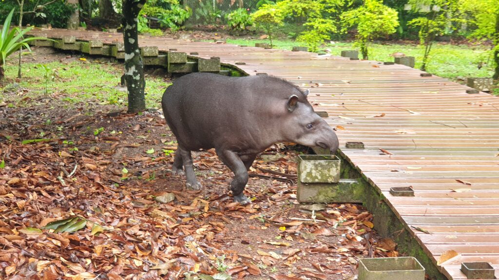 Tapir